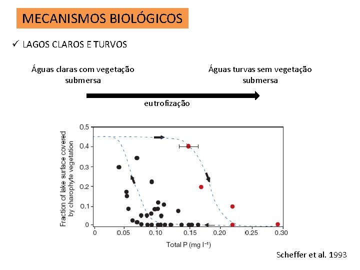 MECANISMOS BIOLÓGICOS ü LAGOS CLAROS E TURVOS Águas claras com vegetação submersa Águas turvas