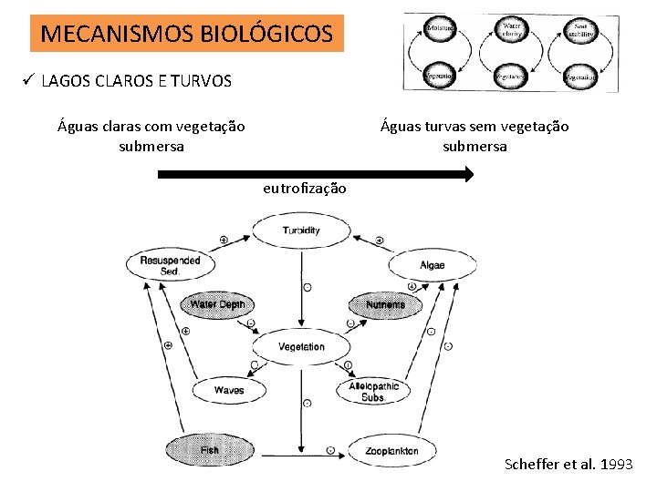 MECANISMOS BIOLÓGICOS ü LAGOS CLAROS E TURVOS Águas claras com vegetação submersa Águas turvas