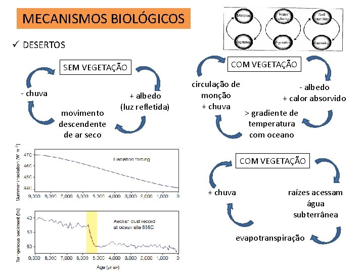 MECANISMOS BIOLÓGICOS ü DESERTOS SEM VEGETAÇÃO - chuva movimento descendente de ar seco +