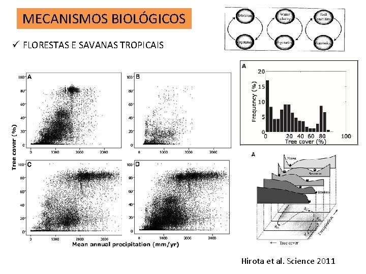 MECANISMOS BIOLÓGICOS ü FLORESTAS E SAVANAS TROPICAIS Hirota et al. Science 2011 