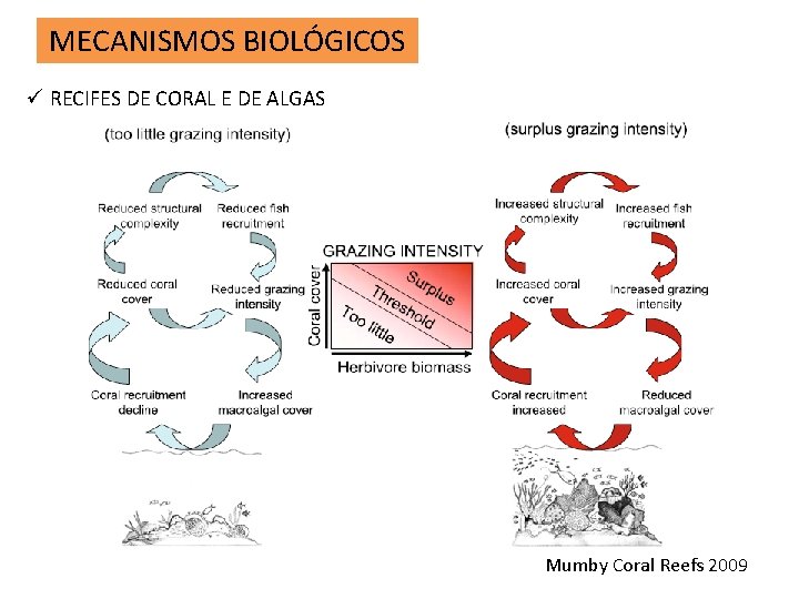 MECANISMOS BIOLÓGICOS ü RECIFES DE CORAL E DE ALGAS Mumby Coral Reefs 2009 