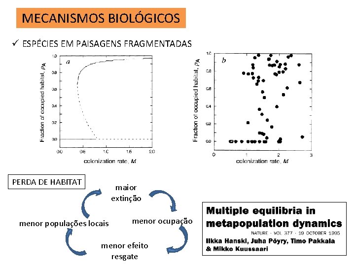 MECANISMOS BIOLÓGICOS ü ESPÉCIES EM PAISAGENS FRAGMENTADAS PERDA DE HABITAT maior extinção menor populações