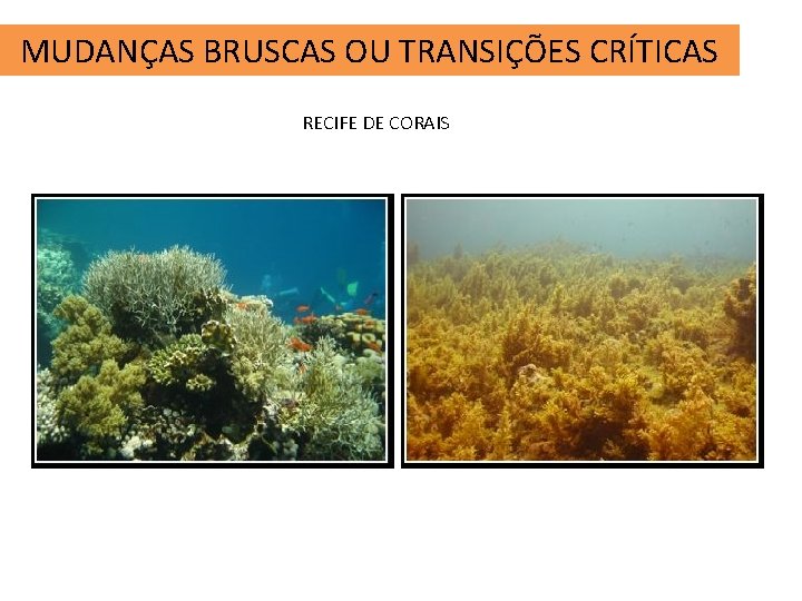 MUDANÇAS BRUSCAS OU TRANSIÇÕES CRÍTICAS RECIFE DE CORAIS 