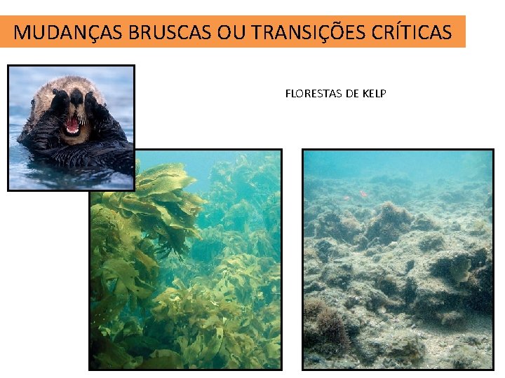 MUDANÇAS BRUSCAS OU TRANSIÇÕES CRÍTICAS FLORESTAS DE KELP 