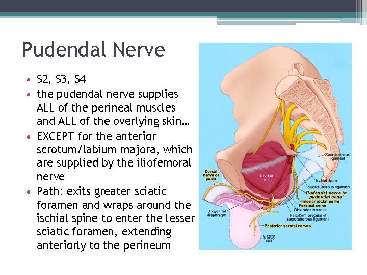 Pudendal Nerve • S 2, S 3, S 4 • the pudendal nerve supplies Pudendal Nerve • S 2, S 3, S 4 • the pudendal nerve supplies