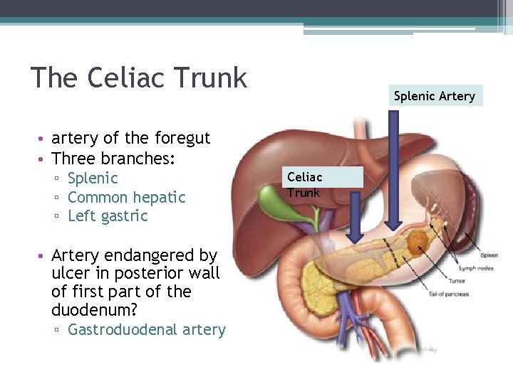 The Celiac Trunk Splenic Artery • artery of the foregut • Three branches: ▫ The Celiac Trunk Splenic Artery • artery of the foregut • Three branches: ▫