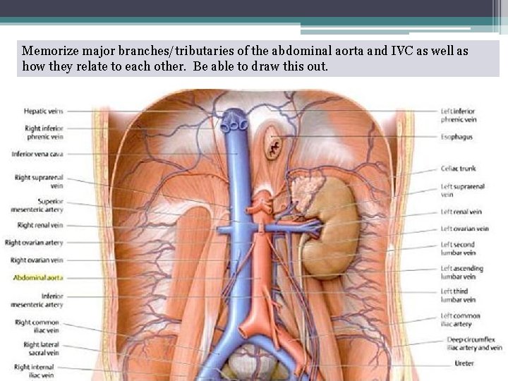 Memorize major branches/tributaries of the abdominal aorta and IVC as well as how they Memorize major branches/tributaries of the abdominal aorta and IVC as well as how they