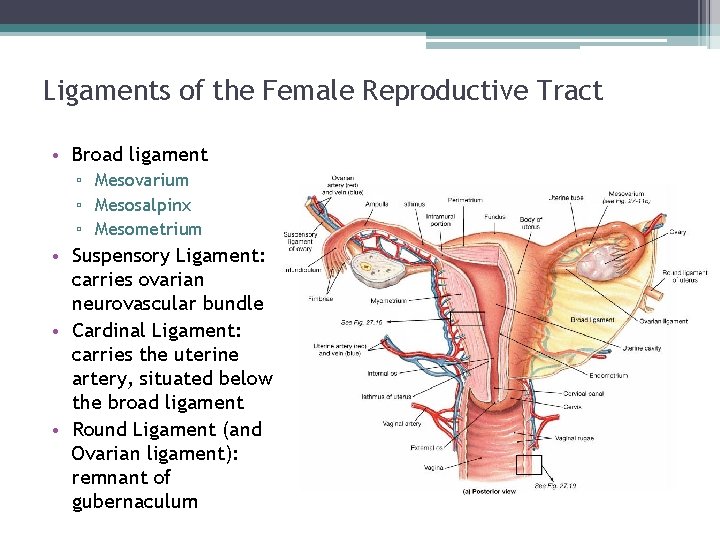 Ligaments of the Female Reproductive Tract • Broad ligament ▫ Mesovarium ▫ Mesosalpinx ▫ Ligaments of the Female Reproductive Tract • Broad ligament ▫ Mesovarium ▫ Mesosalpinx ▫