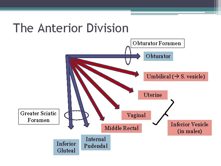 The Anterior Division Obturator Foramen Obturator Umbilical ( S. vesicle) Uterine Greater Sciatic Foramen The Anterior Division Obturator Foramen Obturator Umbilical ( S. vesicle) Uterine Greater Sciatic Foramen