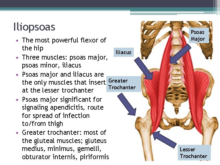 Iliopsoas • The most powerful flexor of the hip Iliacus • Three muscles: psoas Iliopsoas • The most powerful flexor of the hip Iliacus • Three muscles: psoas