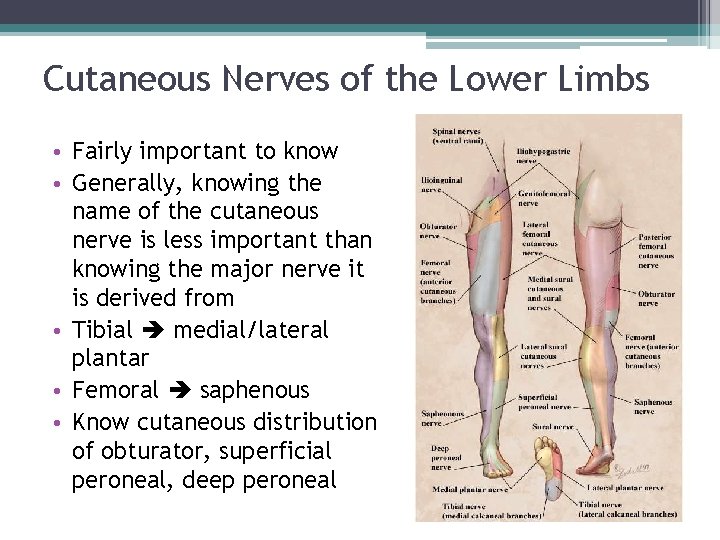 Cutaneous Nerves of the Lower Limbs • Fairly important to know • Generally, knowing Cutaneous Nerves of the Lower Limbs • Fairly important to know • Generally, knowing