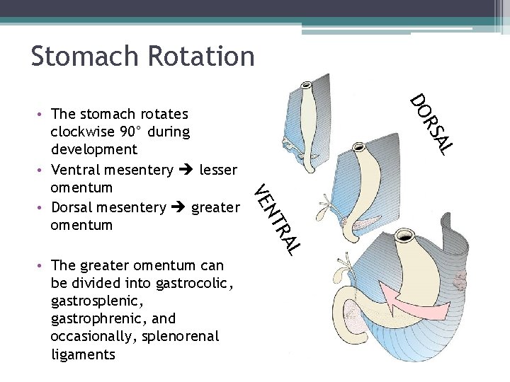 Stomach Rotation AL RS DO L RA • The greater omentum can be divided Stomach Rotation AL RS DO L RA • The greater omentum can be divided
