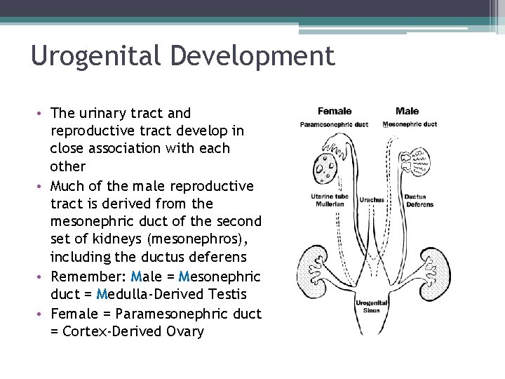Urogenital Development • The urinary tract and reproductive tract develop in close association with Urogenital Development • The urinary tract and reproductive tract develop in close association with