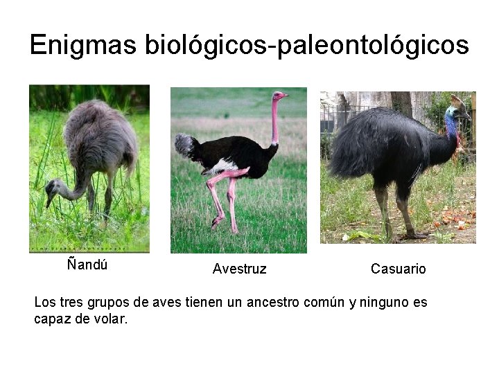 Enigmas biológicos-paleontológicos Ñandú Avestruz Casuario Los tres grupos de aves tienen un ancestro común