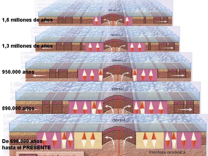 1, 6 millones de años 1, 3 millones de años 950. 000 años 890.