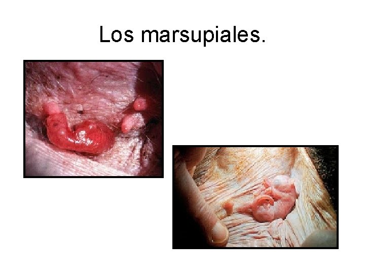 Los marsupiales. 