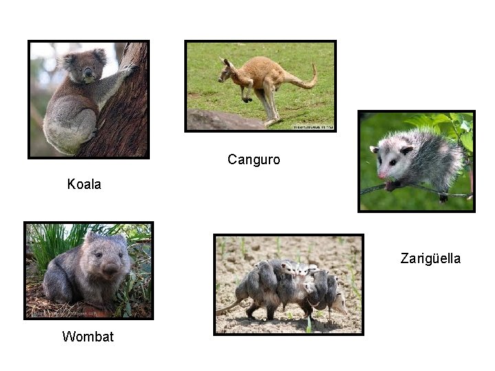 Canguro Koala Zarigüella Wombat 