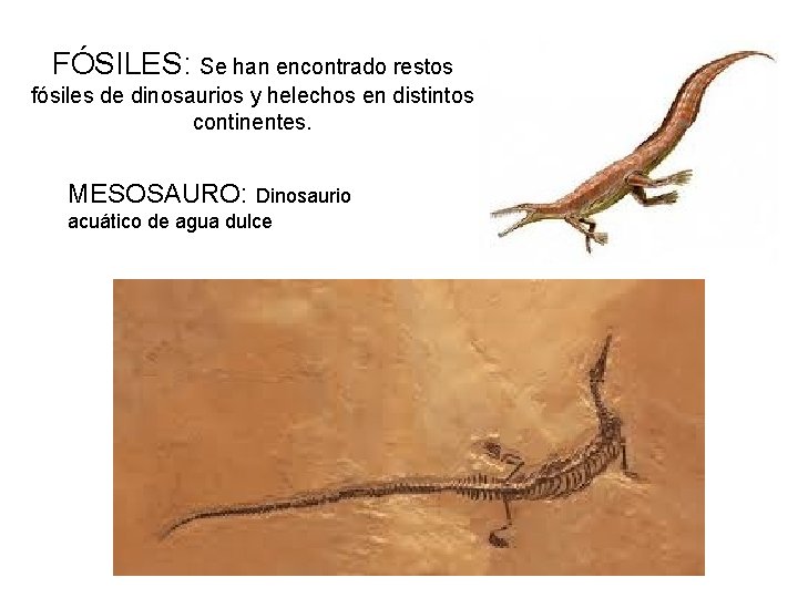 FÓSILES: Se han encontrado restos fósiles de dinosaurios y helechos en distintos continentes. MESOSAURO: