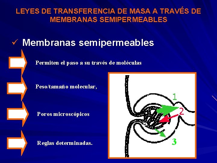 LEYES DE TRANSFERENCIA DE MASA A TRAVÉS DE MEMBRANAS SEMIPERMEABLES ü Membranas semipermeables Permiten
