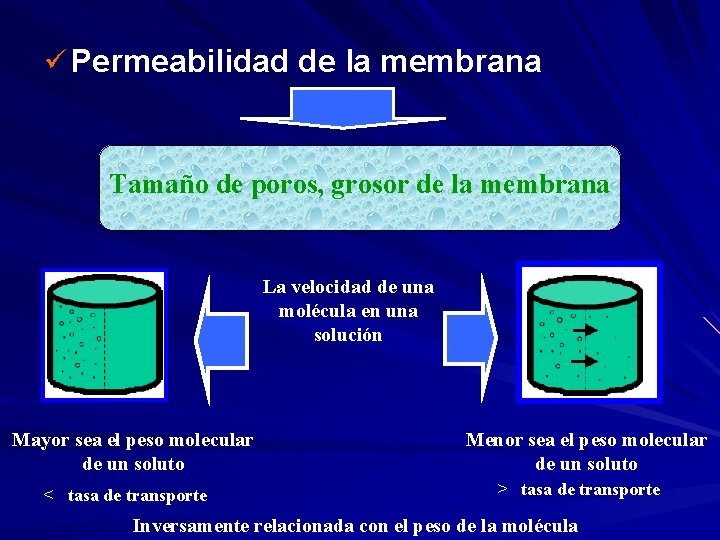 ü Permeabilidad de la membrana Tamaño de poros, grosor de la membrana La velocidad