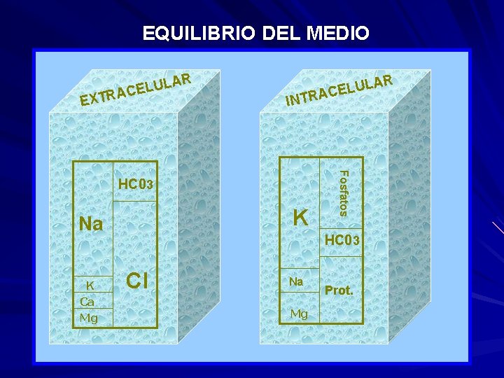 EQUILIBRIO DEL MEDIO AR UL L E C TRA EX R ULA L E