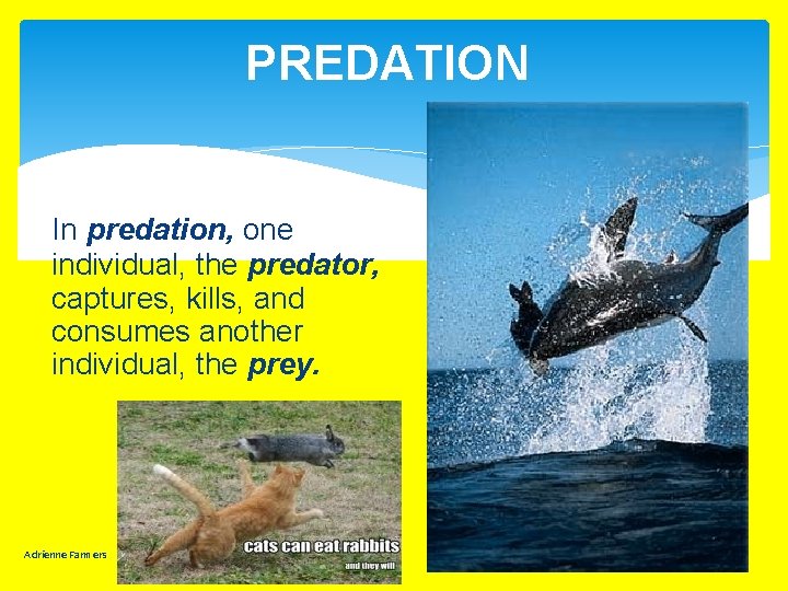 PREDATION In predation, one individual, the predator, captures, kills, and consumes another individual, the