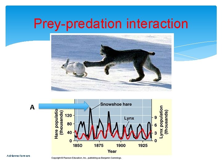 Prey-predation interaction A Adrienne Farmers 