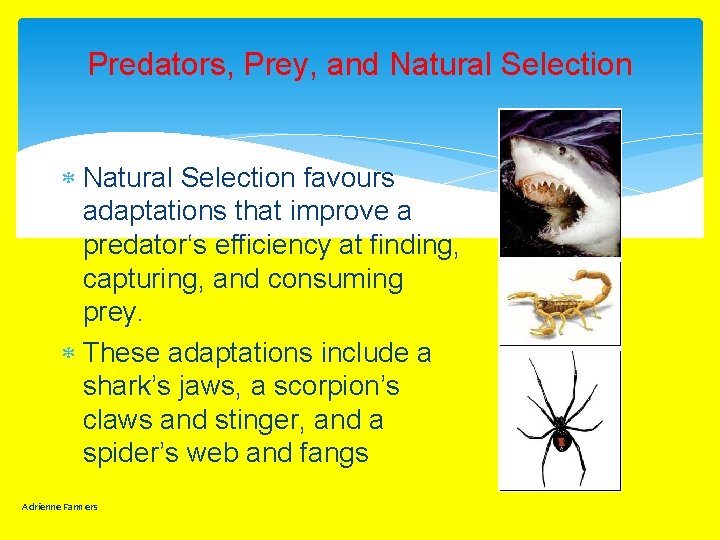 Predators, Prey, and Natural Selection favours adaptations that improve a predator‘s efficiency at finding,