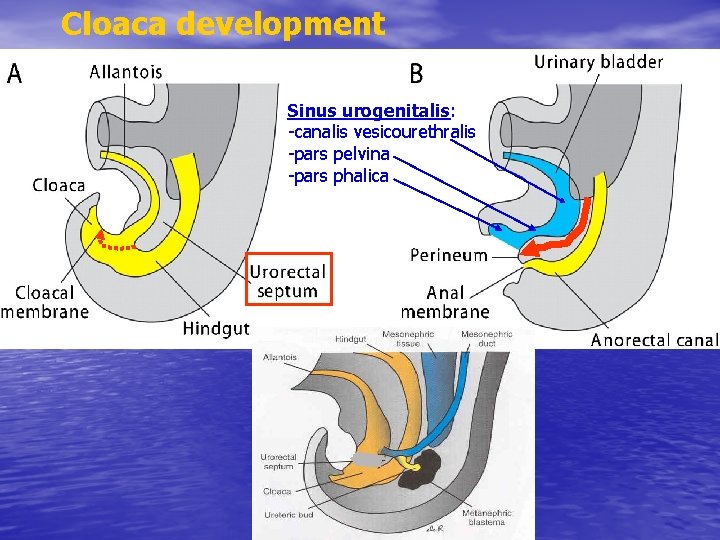 Cloaca development Sinus urogenitalis: -canalis vesicourethralis -pars pelvina -pars phalica 