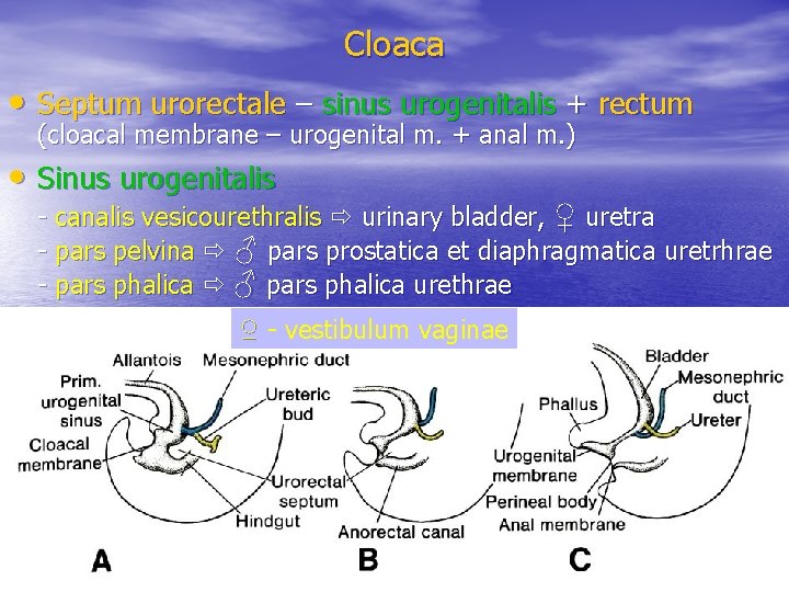 Cloaca • Septum urorectale – sinus urogenitalis + rectum (cloacal membrane – urogenital m.