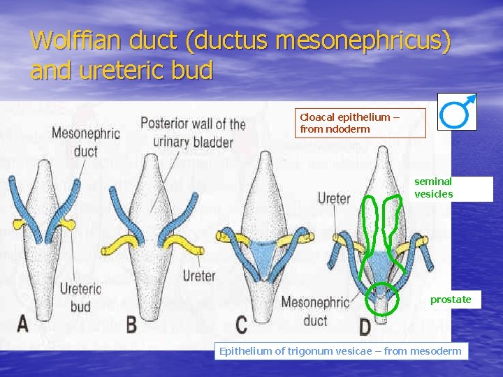 Wolffian duct (ductus mesonephricus) and ureteric bud Cloacal epithelium – from ndoderm seminal vesicles