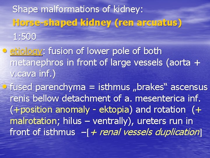 Shape malformations of kidney: Horse-shaped kidney (ren arcuatus) 1: 500 • etiology: fusion of