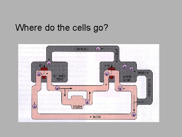 Where do the cells go? 