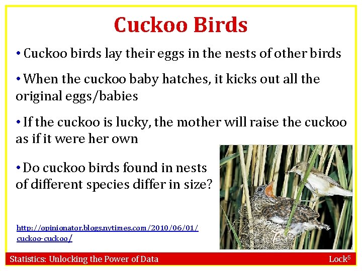 Cuckoo Birds • Cuckoo birds lay their eggs in the nests of other birds