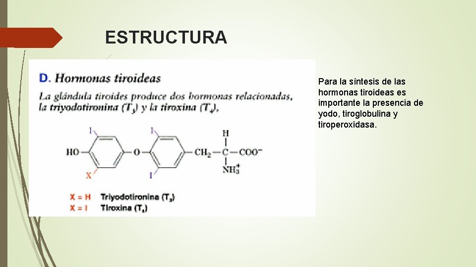 ESTRUCTURA Para la síntesis de las hormonas tiroideas es importante la presencia de yodo,