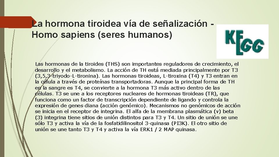 La hormona tiroidea vía de señalización Homo sapiens (seres humanos) Las hormonas de la