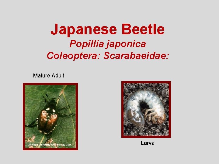 Japanese Beetle Popillia japonica Coleoptera: Scarabaeidae: Mature Adult Clemson University Entomology Dept. Larva 