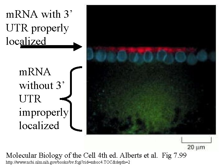 m. RNA with 3’ UTR properly localized m. RNA without 3’ UTR improperly localized