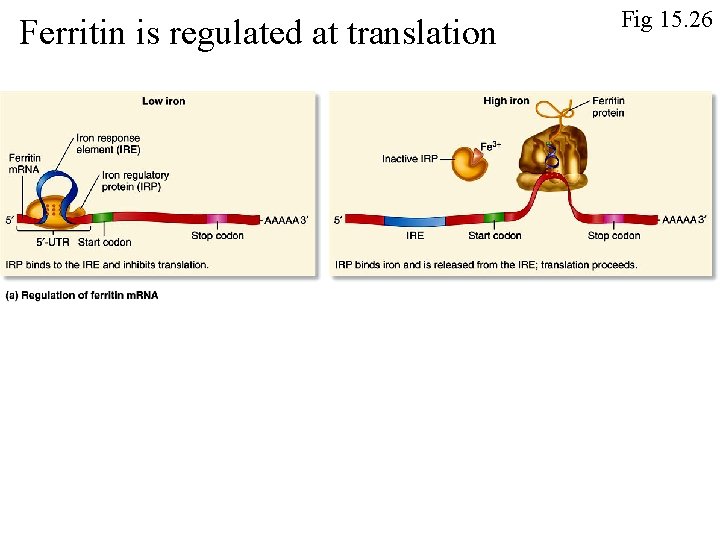 Ferritin is regulated at translation Fig 15. 26 