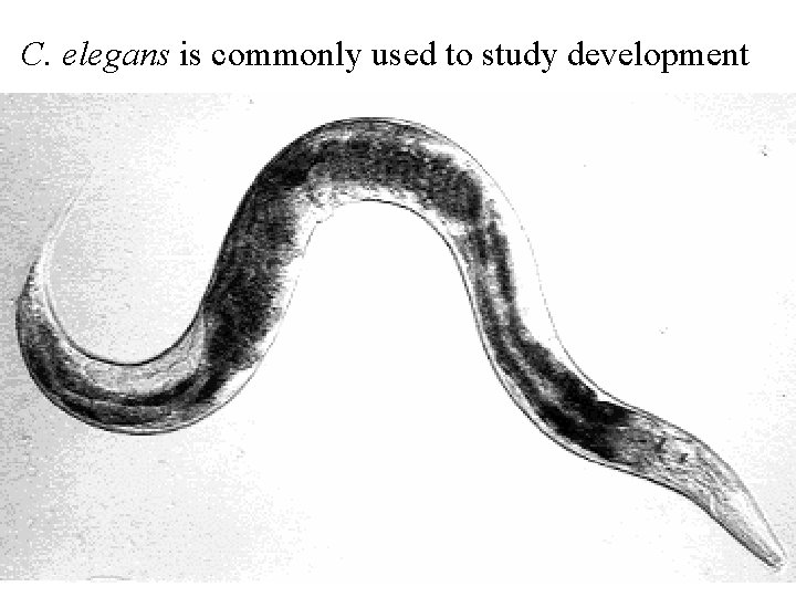 C. elegans is commonly used to study development 
