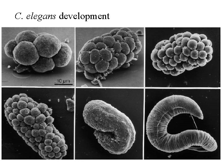 C. elegans development 
