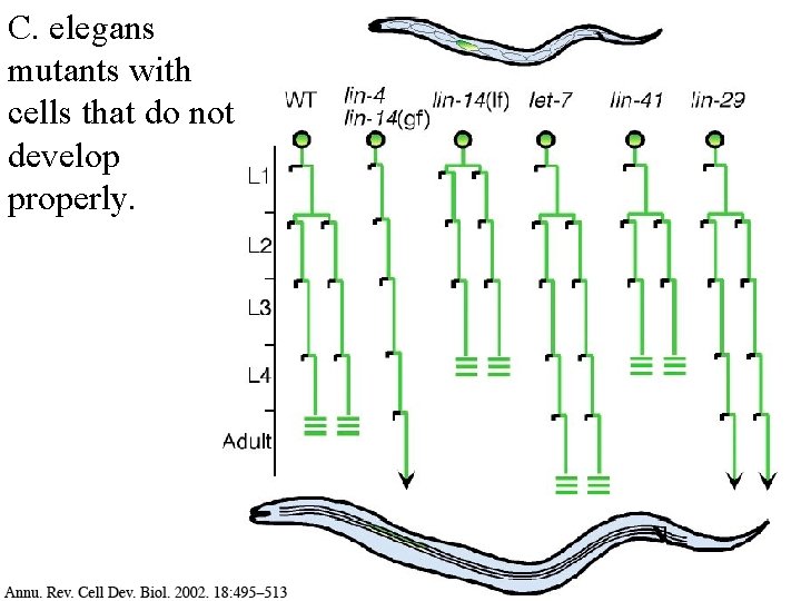 C. elegans mutants with cells that do not develop properly. 