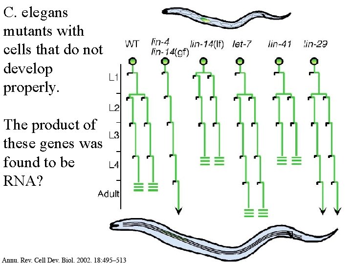 C. elegans mutants with cells that do not develop properly. The product of these