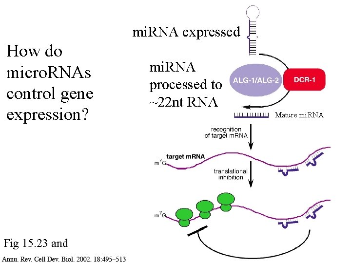 mi. RNA expressed How do micro. RNAs control gene expression? Fig 15. 23 and