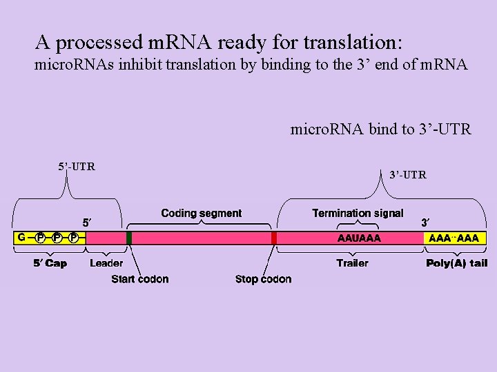 A processed m. RNA ready for translation: micro. RNAs inhibit translation by binding to