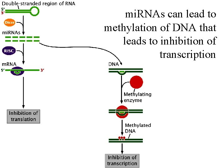 mi. RNAs can lead to methylation of DNA that leads to inhibition of transcription