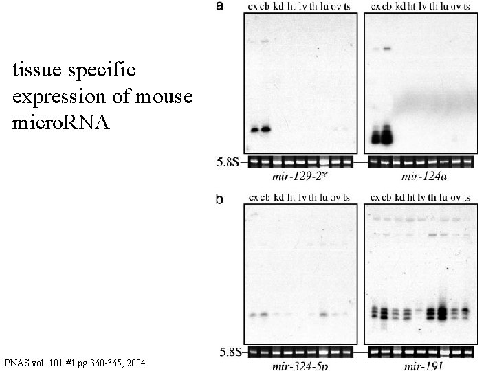 tissue specific expression of mouse micro. RNA PNAS vol. 101 #1 pg 360 -365,