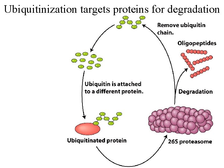 Ubiquitinization targets proteins for degradation 