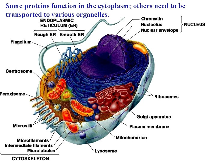 Some proteins function in the cytoplasm; others need to be transported to various organelles.