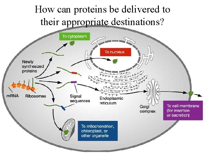 How can proteins be delivered to their appropriate destinations? 